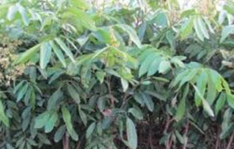 龙眼幼树施肥技术 龙眼树幼苗施肥