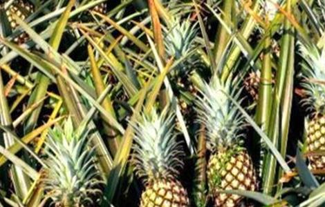 香水菠萝种植技术 香水菠萝种植技术和管理