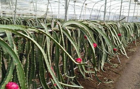 火龙果高产栽培技术（火龙果高产栽培技术视频）