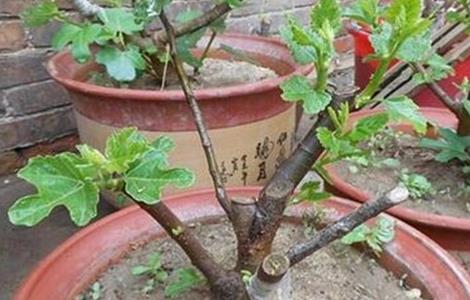 无花果无土栽培技术 无花果地栽