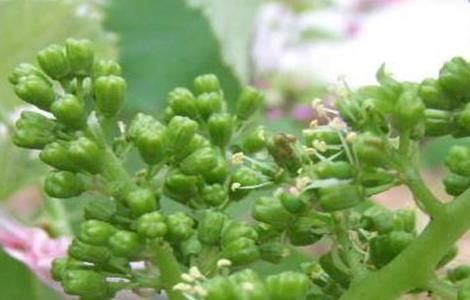 葡萄的花果管理技术 葡萄的花果管理技术视频