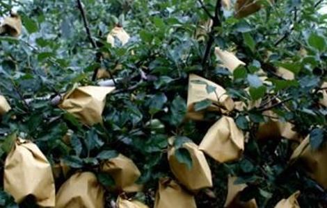 苹果套袋后的管理要点 苹果套袋后管理技术