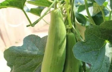 羊角蜜的种植时间与方法（羊角蜜的种植时间与方法和温度）