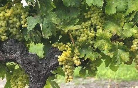如何提高葡萄的产量（葡萄怎么增加产量）