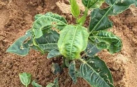 百香果卷叶原因及防治方法（百香果卷叶是怎么回事）