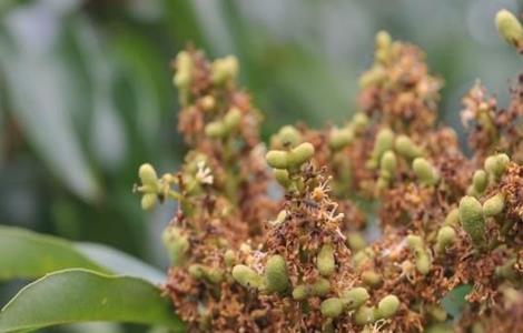 荔枝 幼果期管理 幼果管理