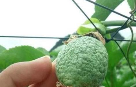 百香果皱果原因及防治方法 百香果皱果是什么原因