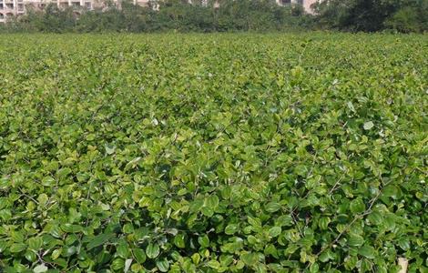 青枣田间管理技术（青枣田间管理技术规范）