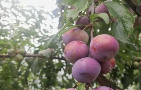 李子采收后的管理要点（李子采收后的管理要点是）