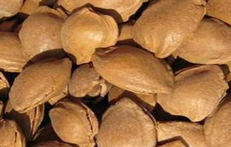 杏子育苗技术（杏子育苗技术视频）