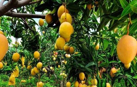 果树施肥注意事项(果树的正确施肥方法)