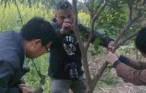 柑橘秋季高接换种技术（柑橘树高接换种的优缺）