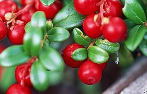 蔓越莓生长环境 蔓越莓生长环境温度