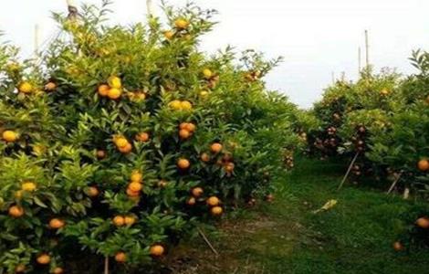 沃柑田间管理技术 沃柑的栽培技术和管理