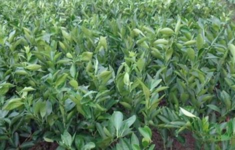 贡柑的种植注意事项 贡柑如何种植