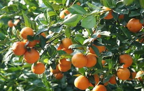 贡柑的种植注意事项