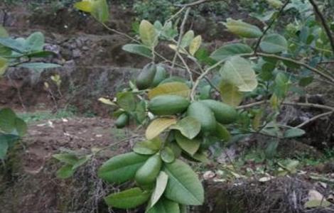 香水柠檬种植技术 香水柠檬种植技术与管理培训