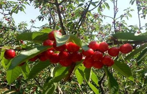 樱桃无公害施肥技术（樱桃无公害施肥技术规范）