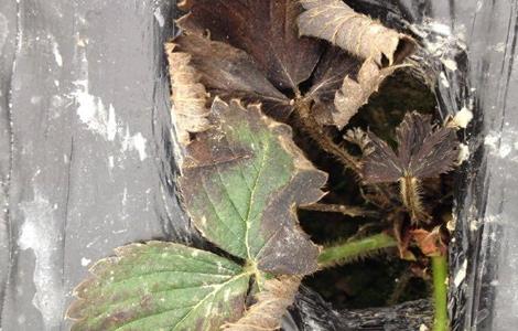 草莓肥害原因及补救措施（盆栽草莓肥害补救措施）