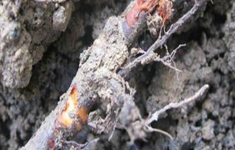 果树烂根原因及防治措施 果树烂根原因及防治措施有哪些