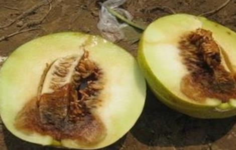 甜瓜烂瓜的原因与预防（甜瓜烂瓜是什么病）