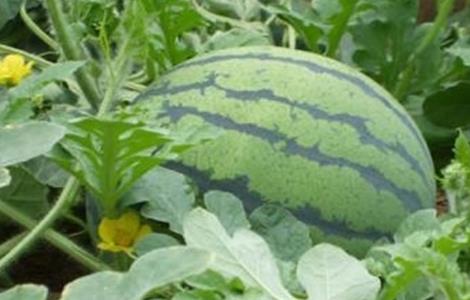 如何提高西瓜的品质 西瓜改善品质技术措施