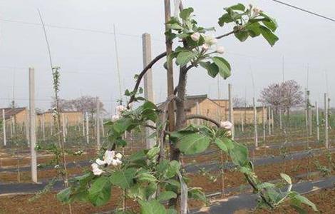 苹果夏季管理技术（苹果春季管理）