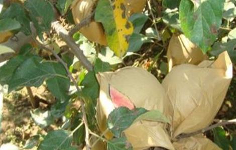 苹果摘袋方法及注意事项（苹果摘袋的方法）