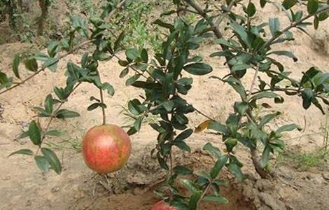 石榴生长环境条件（石榴的生长环境和条件）