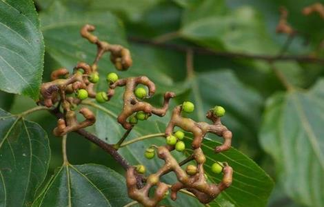 拐枣田间管理技术 拐枣栽培技术