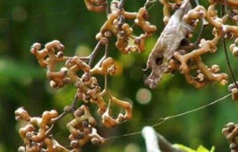 拐枣种植高产措施 拐枣种植高产措施是什么