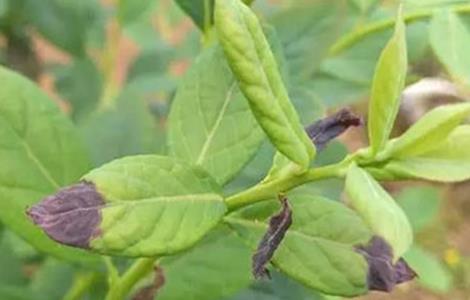 蓝莓常见的病毒性病害防治方法(蓝莓常见病害原因分析及图解!)