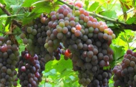 葡萄用药注意事项（葡萄用药基础知识）