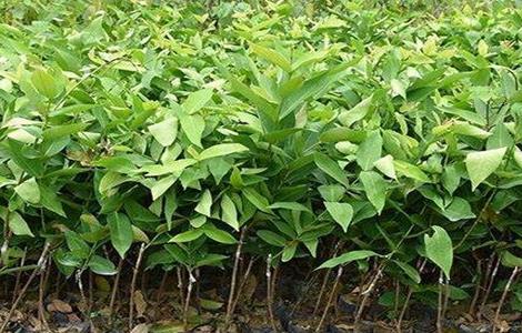 莲雾栽培技术 莲雾栽培技术,莲雾怎么种植?