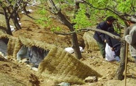 板栗施肥技巧 板栗施肥技术技巧