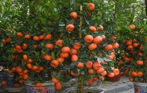 年桔的种植技术 年桔种植方法
