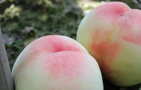 水蜜桃什么时候成熟上市