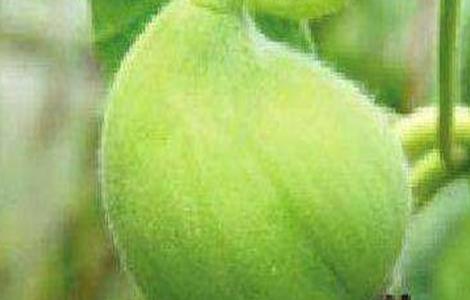 甜瓜歪瓜原因及防治措施(甜瓜化瓜原因是什么,该如何进行防止?)