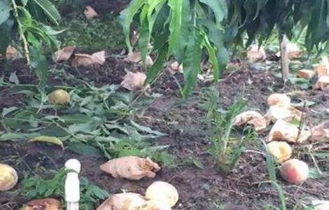 水蜜桃落果原因及防治方法（水蜜桃落果严重怎么回事）