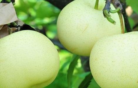 水晶梨种植技术 水晶梨种植技术视频