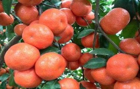 砂糖桔着色期管理要点 沙糖桔后期着色要点