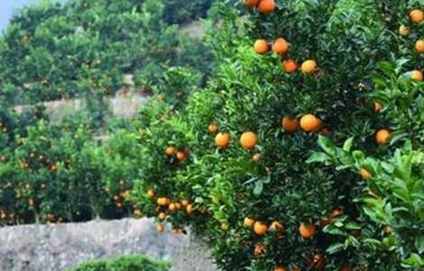 橙子保花保果技术 橙子如何保花保果