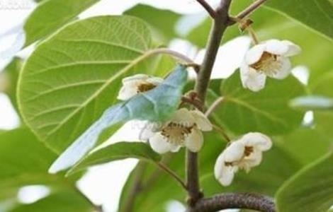 如何辨别猕猴桃雌雄株 猕猴桃怎样辨别雌雄株?