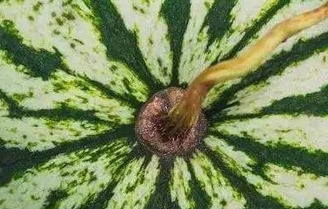 西瓜多少天成熟（西瓜多少天成熟一次）