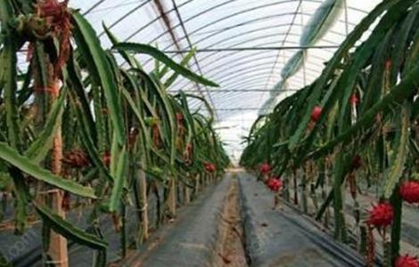 如何种植火龙果 如何种植火龙果盆栽和管理