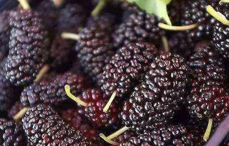 桑葚保存保鲜方法(新鲜桑葚保存方法)