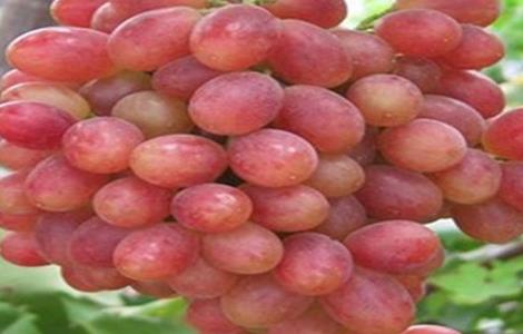 葡萄种类有哪些 葡萄种类有哪些图片