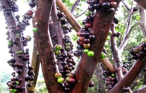 嘉宝果市场价格(嘉宝果市场多少钱一斤)