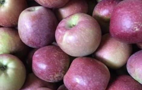 口感最好的苹果品种 什么品种的苹果口感好