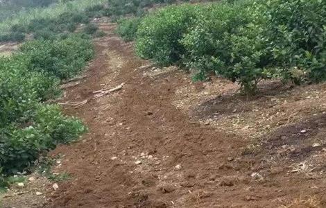 沃柑施肥管理技术（沃柑施肥方案）